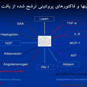 دانلود پاورپوینت با عنوان آدیپوکین ها در قالب ppt، قابل ویرایش و در حجم 52 اسلاید شامل مقدمه، تشکیلات و ساختمان بافت چربی، انواع سلولی در بافت چربی سفید، تولیدات و ترشحات بافت چربی، آدیپوکینها و فاکتورهای پروتئینی ترشح شده از بافت چربی، بافت چربی سفید، هوموستازی انرژی با تعادل ایمنی مرتبط می باشد، لپتین، نقش لپتین، آدیپونکتین، آدیپونکتین و هوموستازی گلوکز و حساسیت به انسولین،