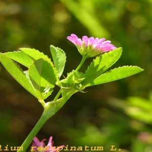 گياه علوفه اي مرغوب ازخانواده بغولات جهت تهيه علوفه سبز و خشك كه در تناوبهاي زراعي باغات و يا بصورت كود سبز استفاده مي شود.