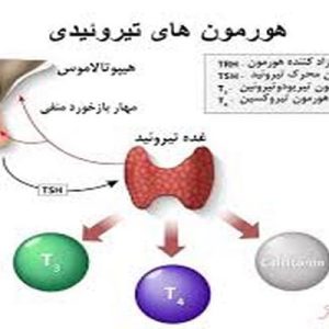 دانلود پاورپوینت با موضوع هورمون های تیروئیدی (ویژه ارائه کلاسی درس بیوشیمی)، در قالب pptx و در 47 اسلاید، قابل ویرایش، شامل کالبد شناسی تیرویید، وظیفه غده تیرویید، معرفی هورمون های تیروئیدی، نحوه ی سنتز هورمون های تیروئید، چگونگی کارکرد هورمون های تیروئیدی، عوامل اثرگذار بر ترشح هورمون های تیروئیدی، نارسايی‌ها ی غده تیروئید