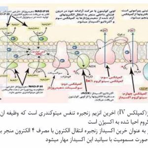 دانلود پاورپوینت با موضوع مسمومیت با نیتروپروساید(ویژه ارائه کلاسی درس بیوشیمی)، در قالب pptx و در 48 اسلاید، قابل ویرایش، شامل مسمومیت با سیانید(تیوسیانات)، علایم مسمومیت با سیانید، درمان، فشار خون، تعریف فشار خون، فشار خون بالا یا پرفشار خون، عوامل کاهنده فشار خون، پرفشاری خون مقاوم به درمان، بحران های پر فشاری خون، پیشگیری پر فشاری خون، کنترل پر فشاری خون