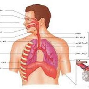 دانلود پاورپوینت با موضوع سیستم تنفس تنفس (ویژه ارائه کلاسی رشته های تربیت بدنی و علوم ورزشی)، در قالب ppt و در 61 اسلاید، قابل ویرایش، شامل بخش بیرونی بینی، بخش درونی یا حفره بینی، جدار داخلی، جدار خارجی، جدار بالائی یا سقف، جدار پائینی یا کف بینی، وظایف بینی، حلق (Pharynx)،  کارهای حلق، حنجره، نای، نحوه قرارگیری نای و مری