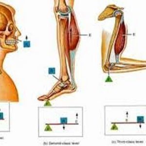 دانلود پاورپوینت با موضوع كاربرد اهرمها در بدن، در قالب ppt و در 50 اسلاید، قابل ویرایش، شامل تعریف اهرم، اهرمهاي  بيروني، اهرمهاي آناتوميكي، انواع اهرمها، اهرم نوع اول، اهرم نوع دوم، اهرم نوع سوم، تعیین نوع اهرمها در بدن، عوامل موثر بر استفاده از اهرمهای آناتومیک، طول بازوهای اهرم، اصل اهرمها، وظائف اهرمها، اهرمها و طبقه بندي عملي و هندسي آنها، عوامل موثربراستفاده از اهرمهاي آناتومیک