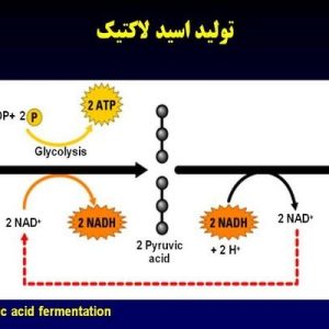 دانلود پاورپوینت با موضوع اسید لاکتیک  و کاربرد آن در ورزش( ویژه ارائه کلاسی درس فیزیولوژی ورزشی)، در قالب ppt و در 42 اسلاید، قابل ویرایش، شامل چرخه انرژی، آشنایی با مفهوم انرژی در بدن، فسفوریلاسیون، انرژی هوازی در مقابل بی هوازی، سیستمهای انتقال انرژی و فعالیت ورزشی، گلوکز، گلیکولیز، تولید اسید لاکتیک، توليد لاكتات، آستانه لاکتات