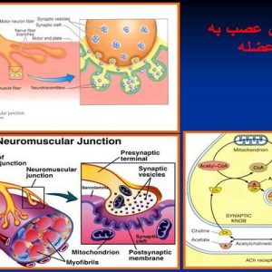 دانلود پاورپوینت با موضوع فیزیولوژی و سازگاری عضله به تمرین ( ویژه ارائه کلاسی درس فیزیولوژی ورزشی)، در قالب ppt و در 45 اسلاید، قابل ویرایش، شامل پوشش بافت عضلانی ( از خارج به داخل )،  عضله اسکلتی، ترکیب شیمیایی عضله، فیلامانهای اکتین و میوزین، نمای میکروسکوپی عضله اسکلتی، تارعضله مخطط، ویژگی سارکومر، فیلامان های اکتین