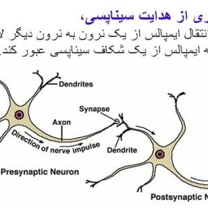 دانلود پاورپوینت با موضوع سیستم عصبی: ساختار و کنترل حرکت، در قالب ppt و در 36 اسلاید، قابل ویرایش، شامل اعمال عمومی سیستم عصبی، ارتباط بین تارهای حسی و حرکتی سیستم عصبی محیطی و سیستم عصبی مرکزی، ساختار نرون، اجزای تشکیل دهنده یک نرون، تصویری از هدایت سیناپسی، فعالیت الکتریکی نرونها، پتانسیل استراحتی غشا، پتانسیل عمل،  ایجاد پتانسیل عمل در اثر افزایش ورود سدیم به داخل نرون، مرحله دپلاریزاسیون، قانون همه یا هیچ