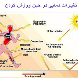 دانلود پاورپوینت با موضوع تنظیم حرارت، در قالب ppt و در 23 اسلاید، قابل ویرایش، شامل مروری بر تنظیم دما هنگام ورزش، اندازه گیری دمای بدن هنگام ورزش، تولید گرما، دفع یا از دست دادن گرما، هیپوتالاموس، تنظیم کننده دمای بدن، ترموستات، در هنگام کاهش حرارت مرکزی بدن