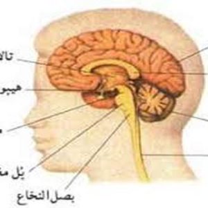 دانلود پاورپوینت با موضوع سيستم اعصاب مركزي انسان، در قالب ppt و در 99 اسلاید، قابل ویرایش، شامل دستگاه عصبي، ويژگيهاي بافت عصبي، ساختار نرون، تقسيمات نرونها از لحاظ ساختاري، رشته هاي عصبي، غلاف ميلين، نرولما،  هدايت جهشي، سيناپس، دستگاه عصبي مركزي  و محيطي، مغز