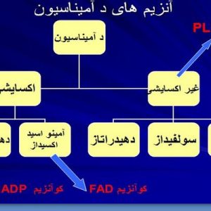 دانلود پاورپوینت با موضوع بررسی متابولیسم  پروتئین ها و اسیدهای نوکلئیک ( ویژه ارائه کلاسی درس فیزیولوژی ورزشی)، در قالب ppt و در 50 اسلاید، قابل ویرایش، شامل هضم وجذب پروتئین ها، کاتابولیسم اسیدهای آمینه، سنتز پروتئین ها، سنتز اسیدهای نوکلئیک، کاتابولیسم اسید های نوکلئیک