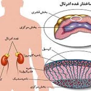 دانلود پاورپوینت با موضوع آشنایی با هورمونها و غدد، در قالب ppt و در 62 اسلاید، قابل ویرایش، شامل غدد درون ریز، انواع غدد درون ريز و ترشحات آنها، مکانیسم عمل هورمونها، غده هیپوفیز، هورمون رشد (سوماتوتروپین(، پرولاکتین، هيپوفيز خلفي، هورمون اكسي توسين